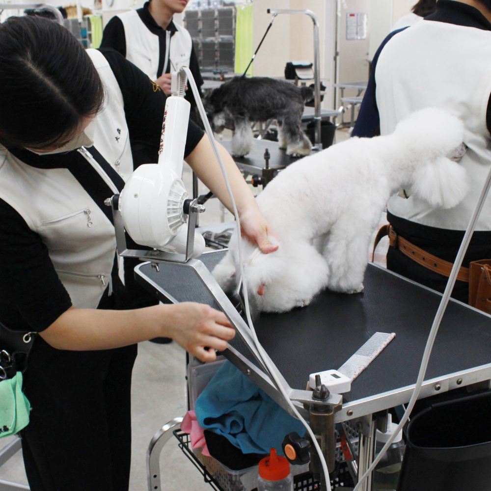１年生モデル犬と一緒にトリミング実習！